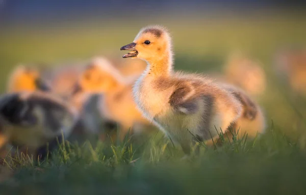 野生のカナダのガチョウ — ストック写真