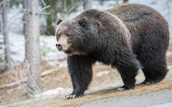 Divoký Medvěd Grizzly Příroda Fauna — Stock fotografie