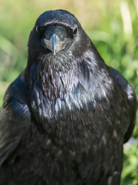 Raven Het Wild — Stockfoto