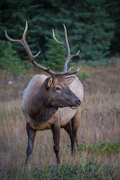 Wild Bull Elk Nature Fauna — 스톡 사진