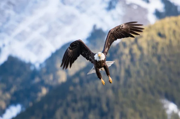 Aquila Selvatica Uccello Natura Fauna — Foto Stock