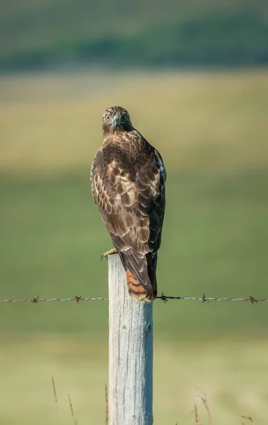 Vahşi Yaşam Şahin Kuş Doğa Fauna — Stok fotoğraf