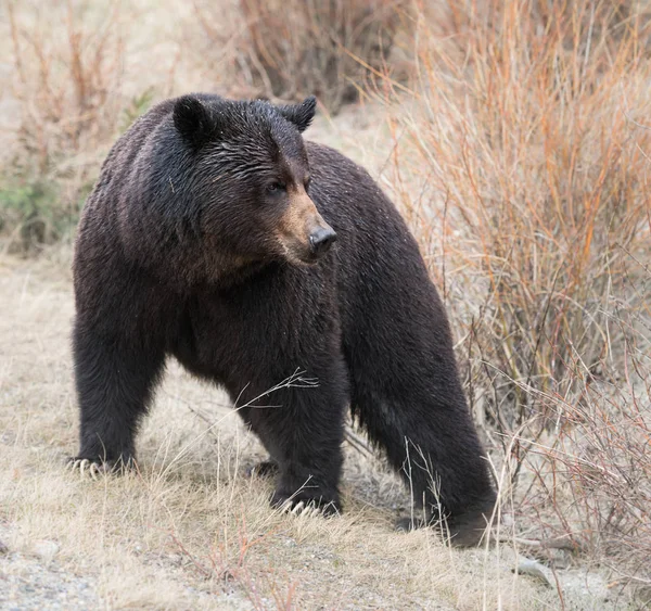 Vild Grizzlybjörn Natur Fauna — Stockfoto