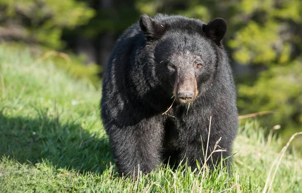 Oso negro — Foto de Stock