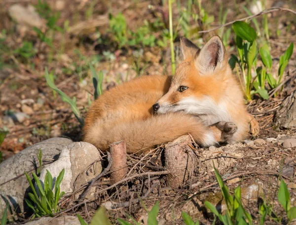 Röd Räv Djur Natur Fauna — Stockfoto