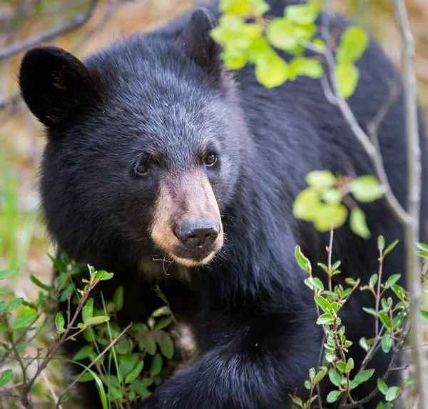 Oso Negro Salvaje Naturaleza Fauna — Foto de Stock