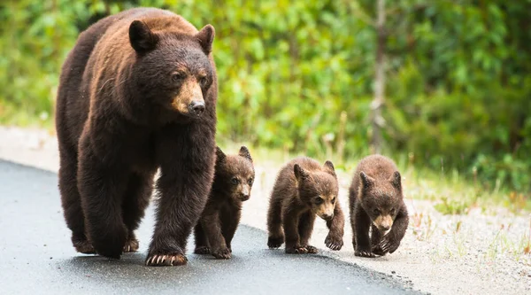 Wild Black Bears Nature Fauna — 图库照片