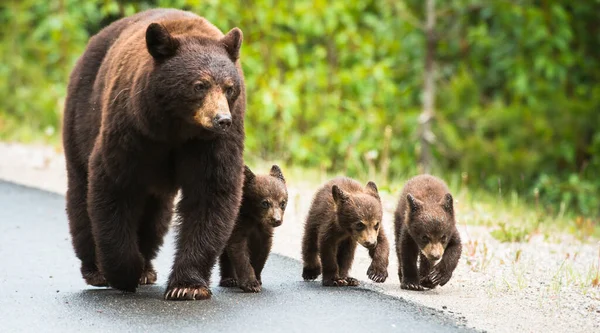 Wild black bears. Nature, fauna
