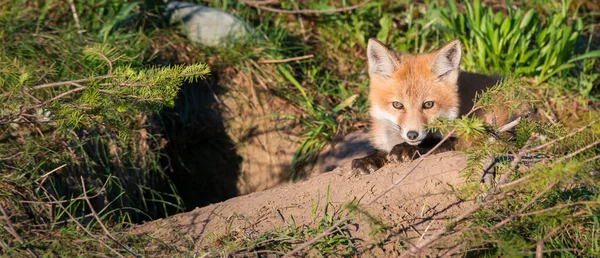 Červená Liška Zvíře Příroda Fauna — Stock fotografie