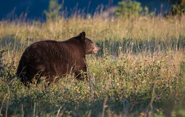 Urso Negro Selvagem Natureza Fauna — Fotografia de Stock