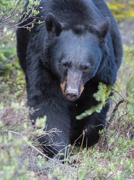 Oso Negro Salvaje Naturaleza Fauna — Foto de Stock