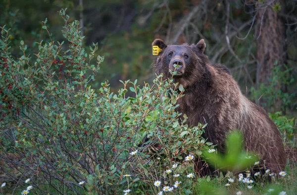 Urso Pardo Selvagem Natureza Fauna — Fotografia de Stock