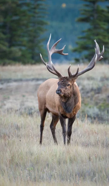 Elk Wild Animal Nature Fauna — 스톡 사진