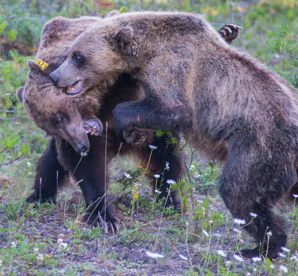 Άγριες Αρκούδες Γκρίζλι Φύση Πανίδα — Φωτογραφία Αρχείου