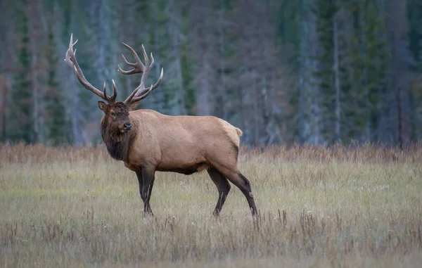 Wild Bull Elk Nature Fauna — 스톡 사진