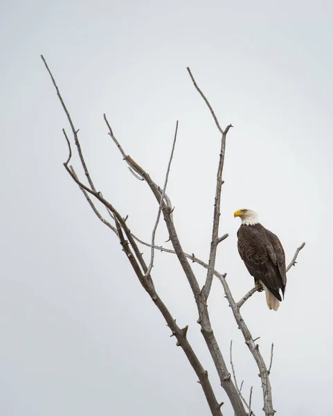 Águila Salvaje Pájaro Naturaleza Fauna —  Fotos de Stock