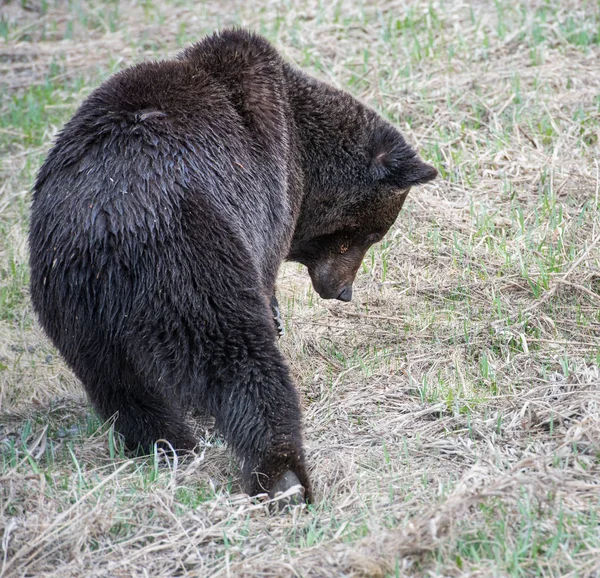 Divoký Medvěd Grizzly Příroda Fauna — Stock fotografie