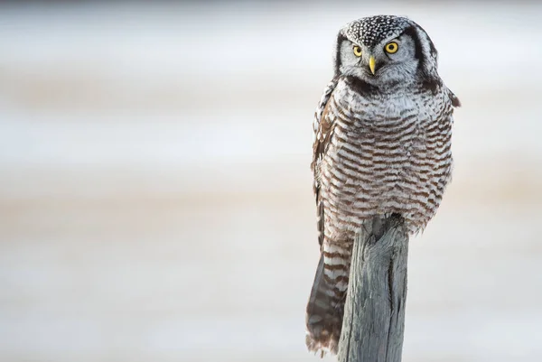 Hibou Sauvage Oiseau Nature Faune — Photo