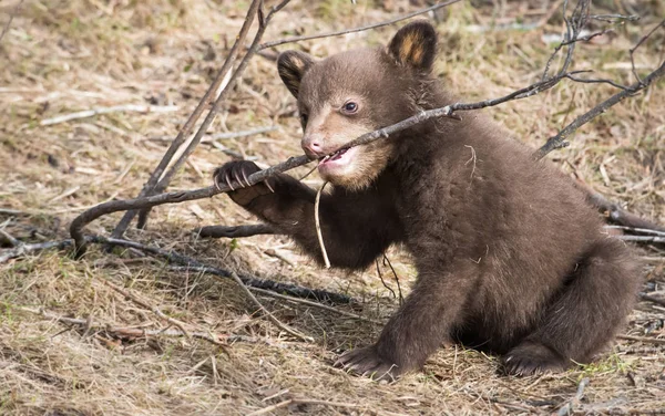 Oso Negro Salvaje Naturaleza Fauna — Foto de Stock