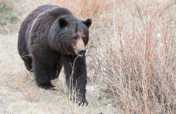 Urso Pardo Selvagem Natureza Fauna — Fotografia de Stock