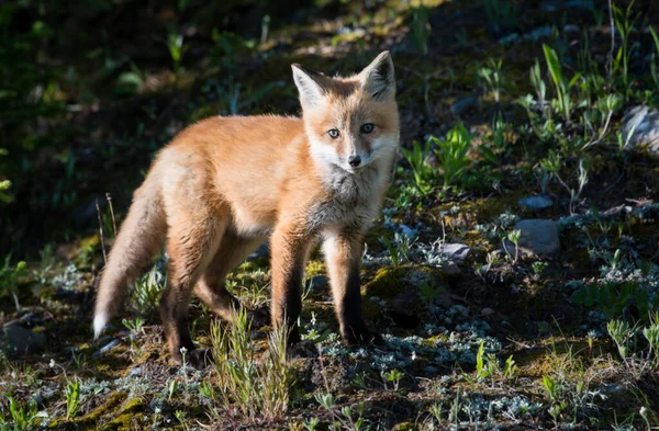 Raposa Vermelha Animal Natureza Fauna — Fotografia de Stock