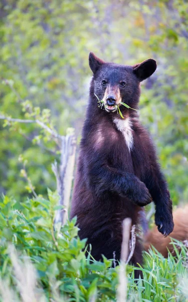 Wild Black Bear Nature Fauna — Stock Photo, Image