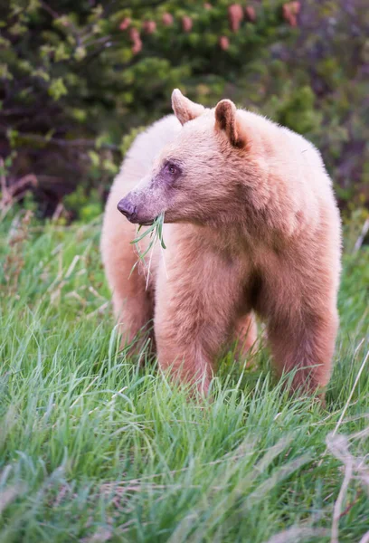 Vahşi Kara Ayı Doğa Fauna — Stok fotoğraf