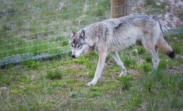 Wolf Dier Natuur Fauna — Stockfoto