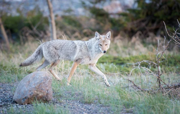 Coyote Het Wild Natuur Fauna — Stockfoto