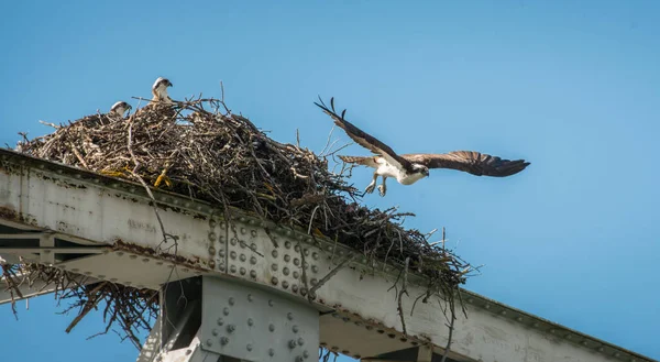 Ptáci Volné Přírodě Zvířata Příroda Fauna — Stock fotografie