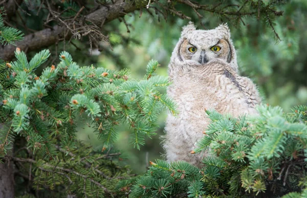 Owl Wild Bird Nature Fauna — Stock Photo, Image