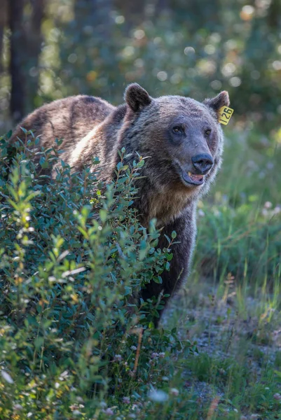 Wild Grizzly Bear Nature Fauna — Stock Photo, Image