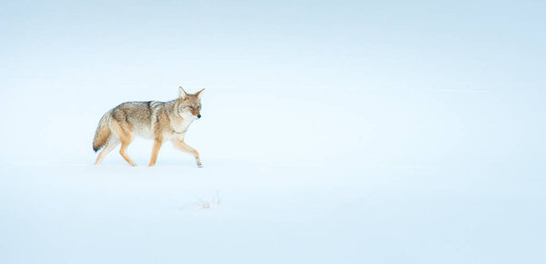 Coyote in wild. Nature, fauna