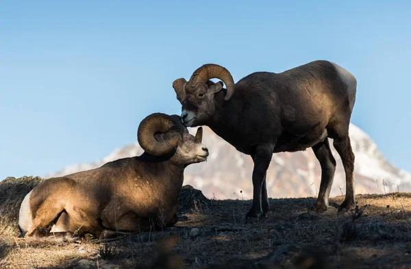 Bighorn Sheep, rams. nature, fauna