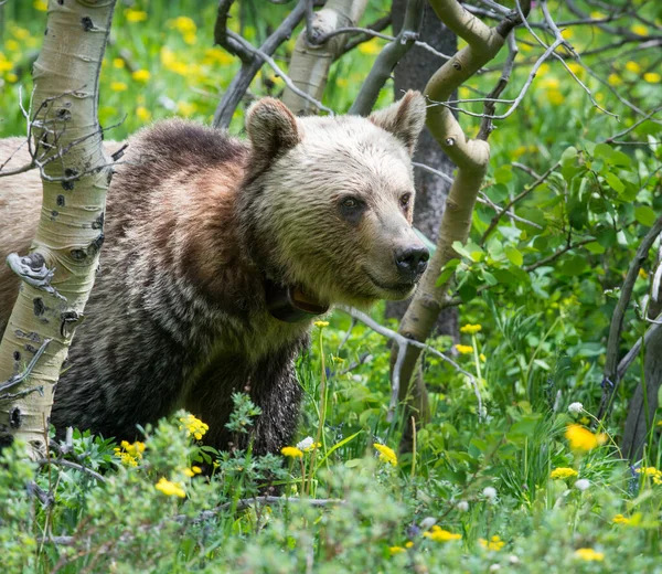 wild grizzly bear. Nature, fauna