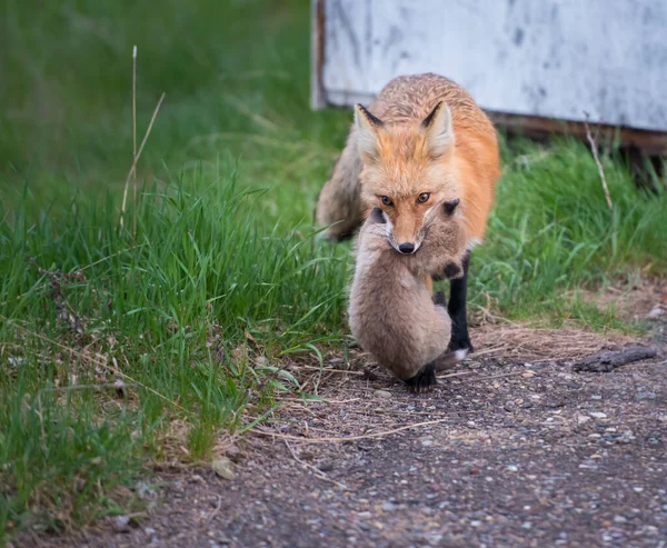 赤狐動物自然 — ストック写真