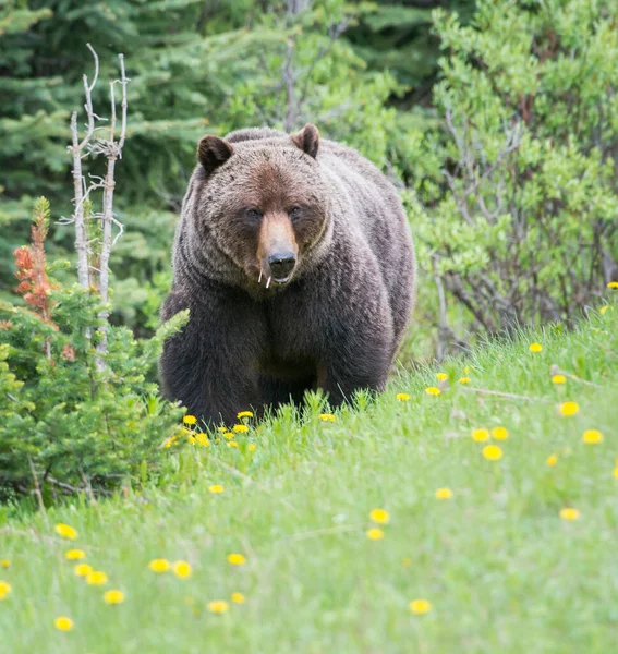 Oso Pardo Salvaje Naturaleza Fauna —  Fotos de Stock