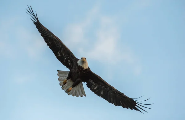 Aigle Sauvage Oiseau Nature Faune — Photo