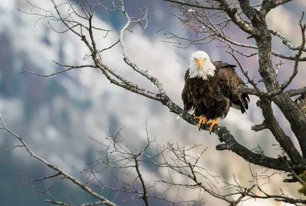 Águia Estado Selvagem Pássaro Natureza Fauna — Fotografia de Stock