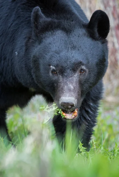 Oso Negro Salvaje Naturaleza Fauna — Foto de Stock