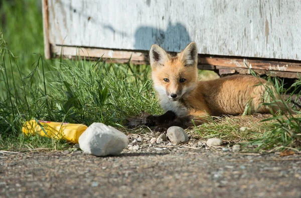 Czerwony Lis Zwierzę Natura Fauna — Zdjęcie stockowe