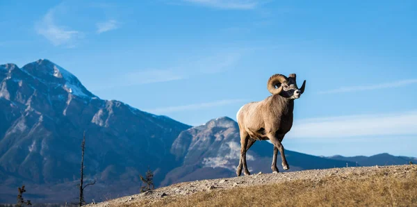 Koca Boynuzlu Koyun, koç. Doğa, hayvan