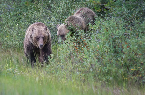 Osos Pardos Salvajes Naturaleza Fauna — Foto de Stock