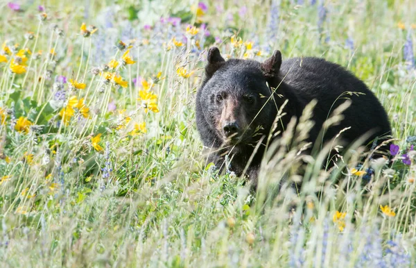 Urso Negro Selvagem Natureza Fauna — Fotografia de Stock