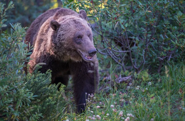 Dziki Niedźwiedź Grizzly Natura Fauna — Zdjęcie stockowe