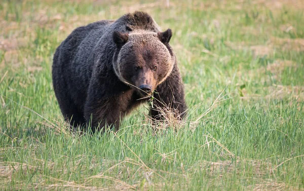 Urso Pardo Selvagem Natureza Fauna — Fotografia de Stock