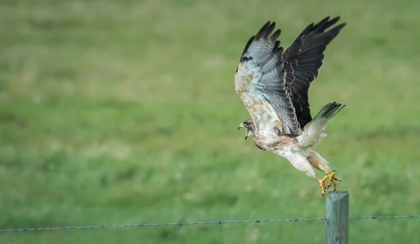 Vahşi Yaşam Şahin Kuş Doğa Fauna — Stok fotoğraf