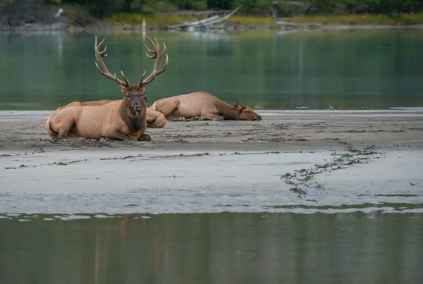 Des Élans Taureaux Sauvages Nature Faune — Photo