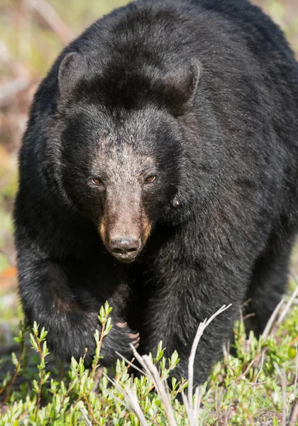 Wild black bear. Nature, fauna