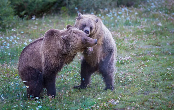 Osos Pardos Salvajes Naturaleza Fauna — Foto de Stock